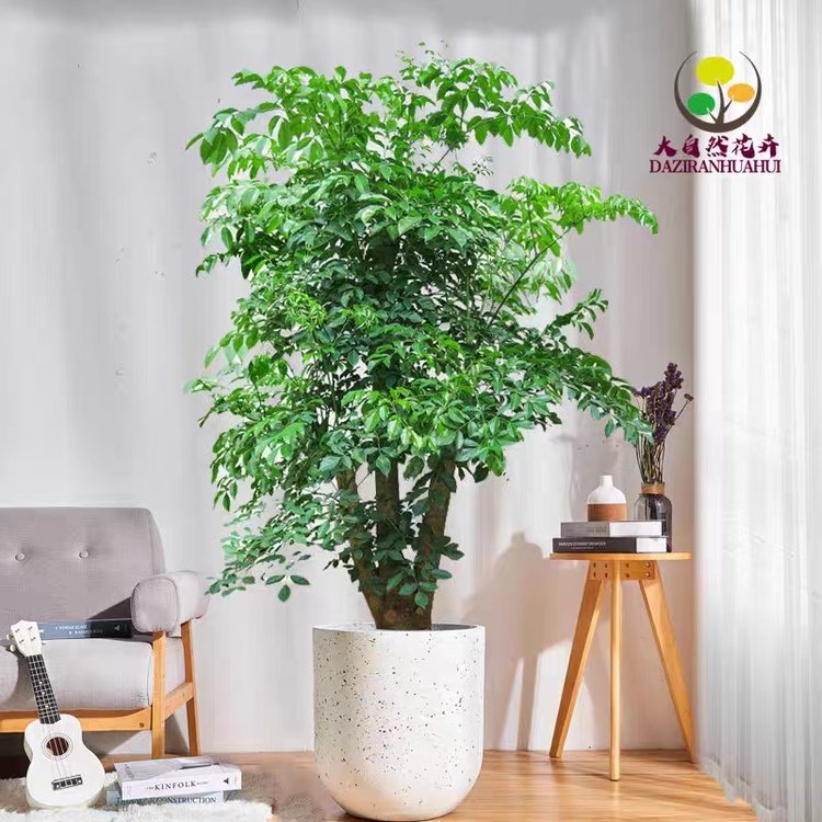 綠植花卉 辦公室綠植 綠植租賃 可定制 服務貼心約20.00元
